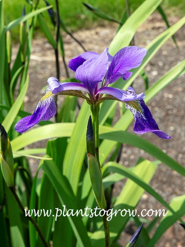 Gerald Darby Iris (Iris x robusta)
An image of the beardless flower.